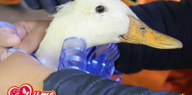 adopción de patos