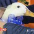 adopción de patos 